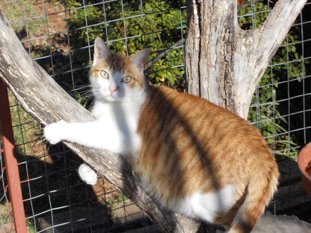 Kitty Kaya, luxury for cats in Johannesburg